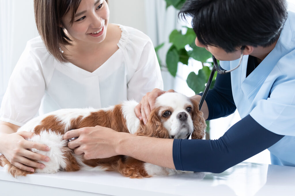 動物病院の集客はホームページをメインに